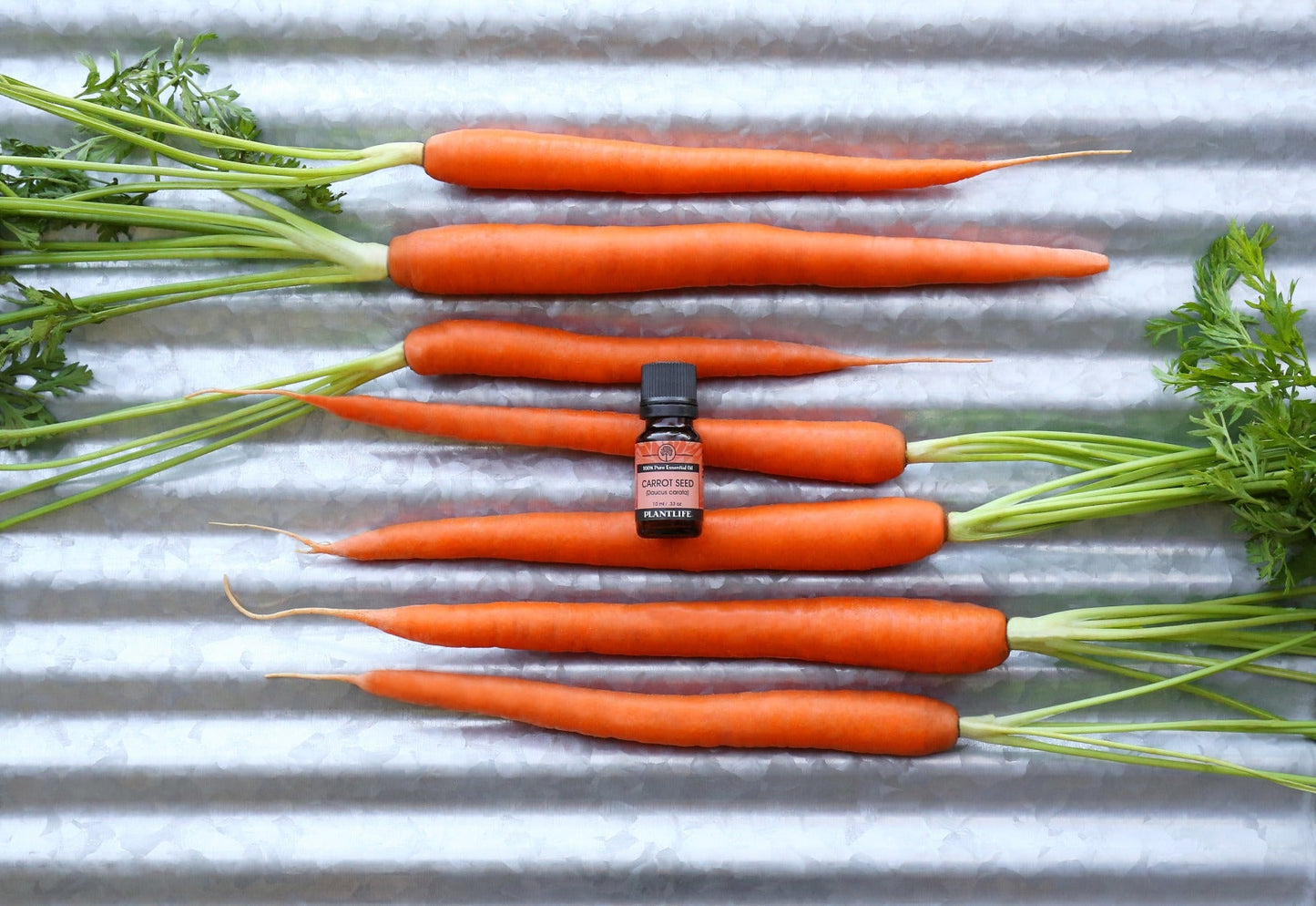 Carrot Seed Essential Oil