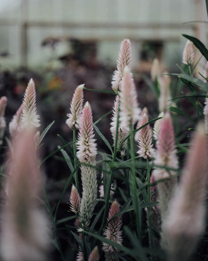 Flamingo Feather Celosia Seeds