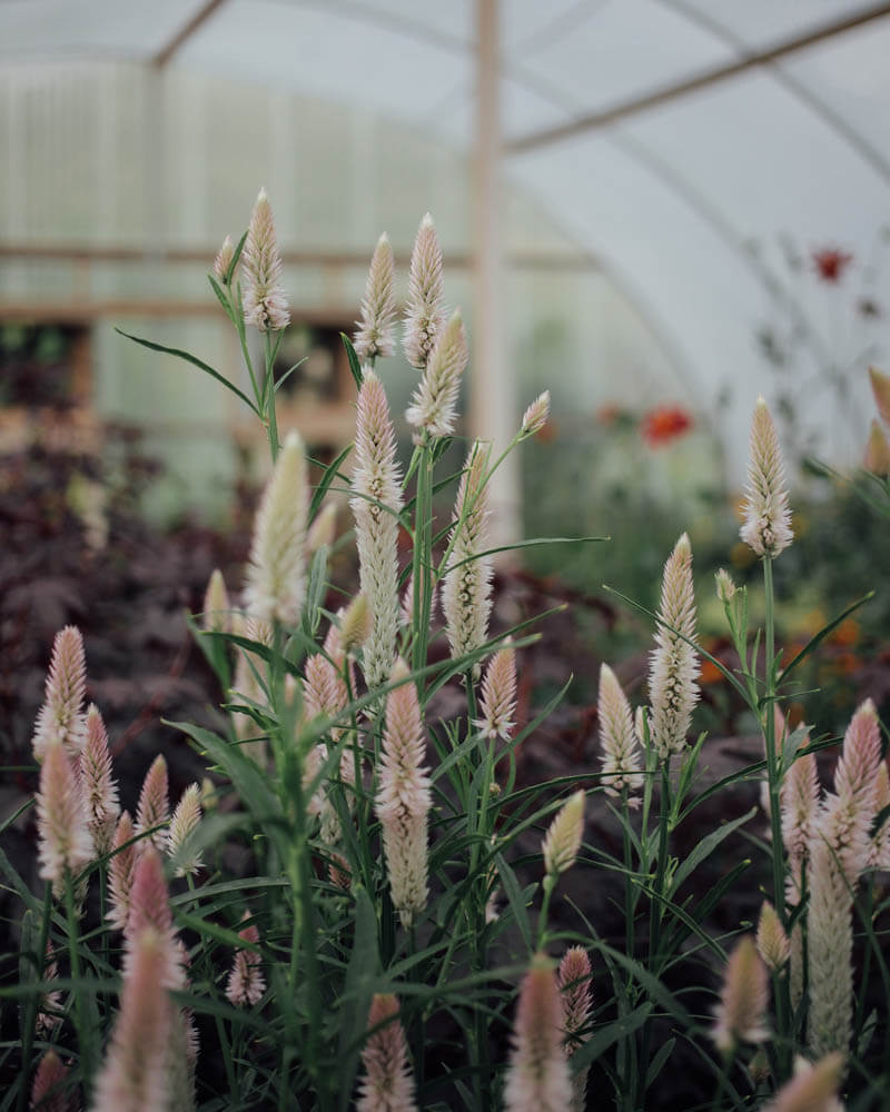 Flamingo Feather Celosia Seeds