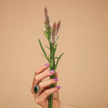 Flamingo Feather Celosia Seeds