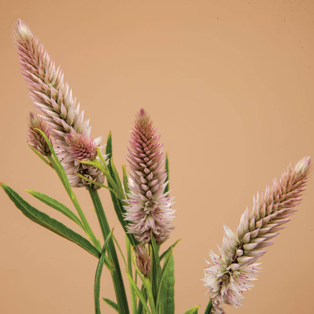 Flamingo Feather Celosia Seeds