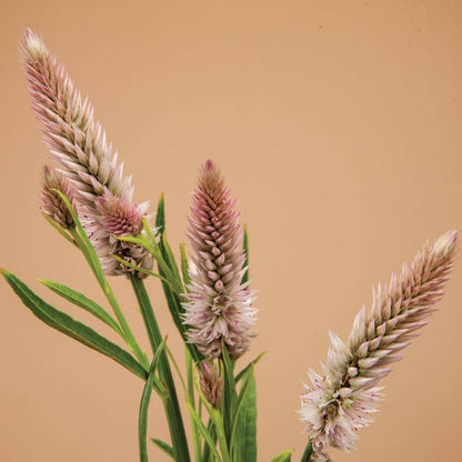 Flamingo Feather Celosia Seeds