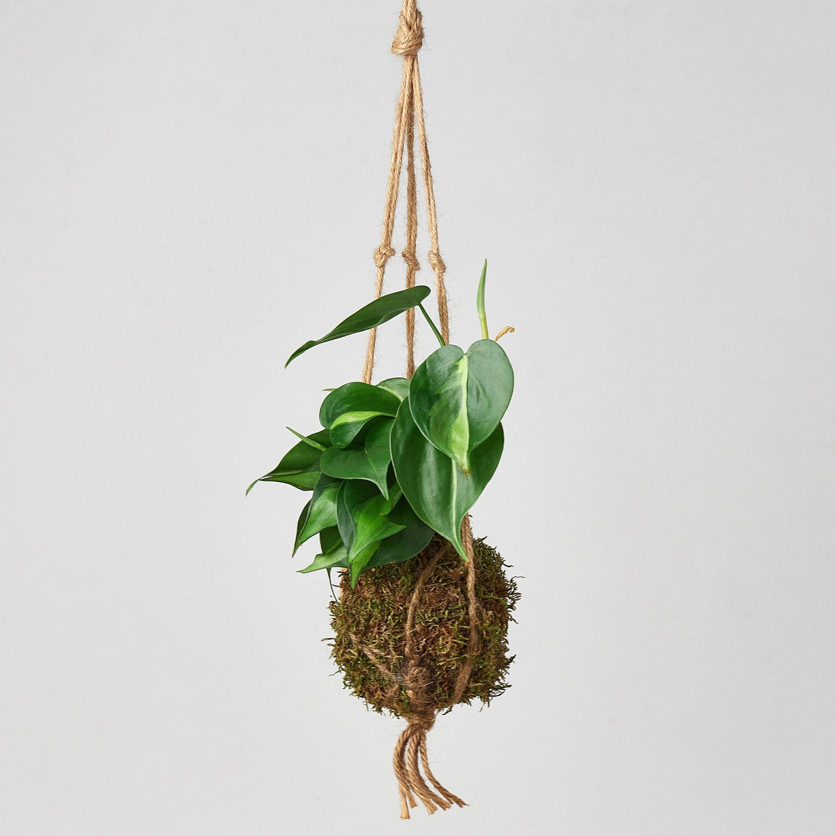 Kokedama Moss Ball Hanging Plant