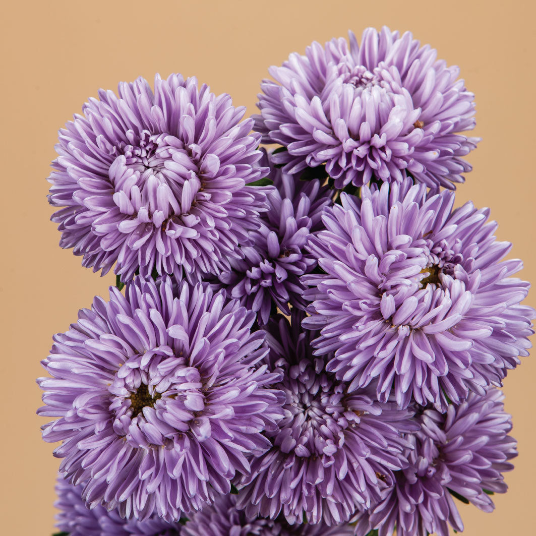 Moonstone Aster Seeds