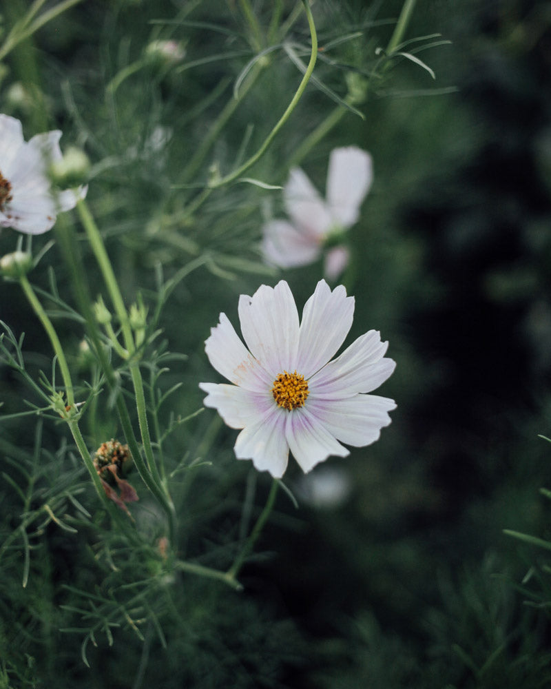 Apricot Lemonade Cosmos Seeds