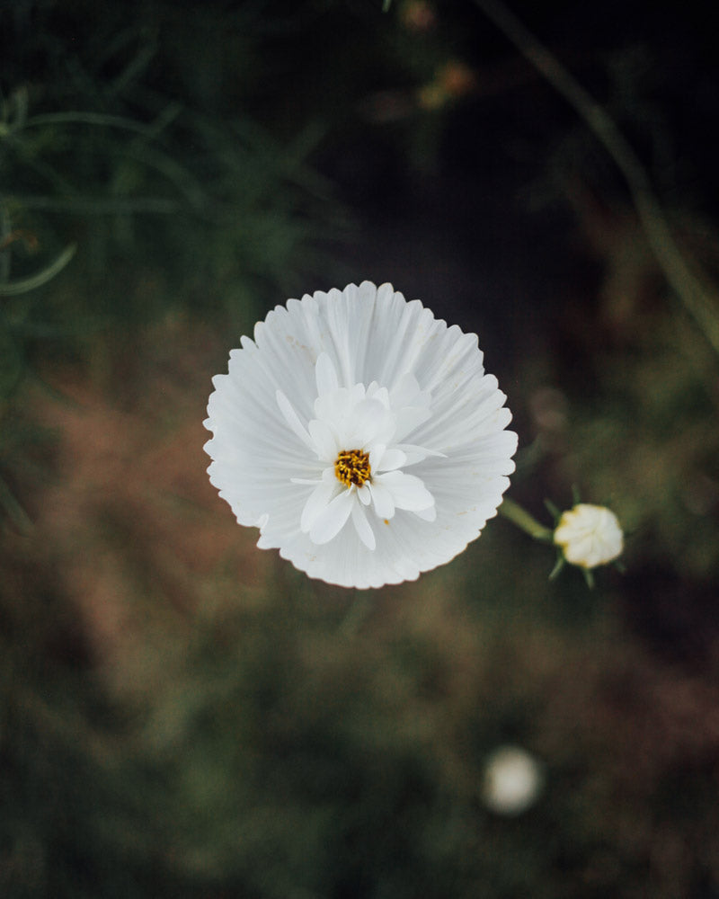 Cupcakes and Saucers Mix Cosmos Seeds