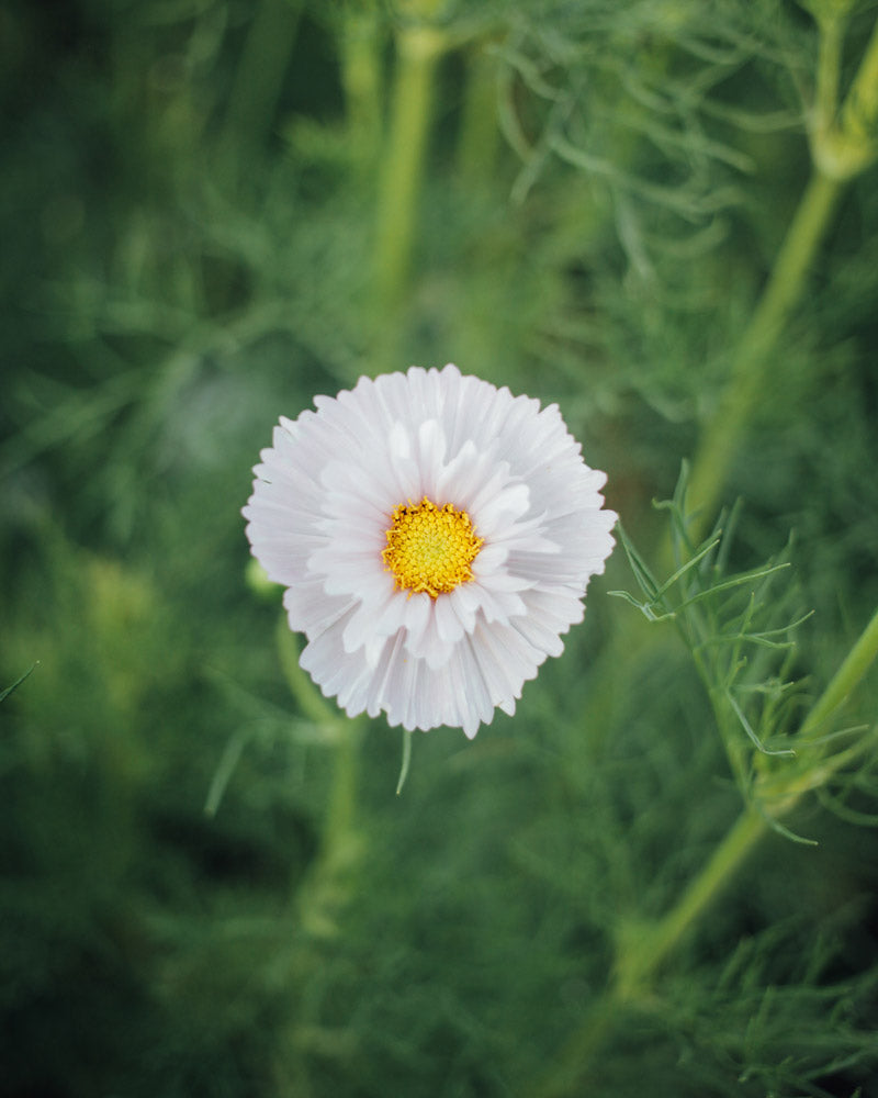 Cupcakes and Saucers Mix Cosmos Seeds