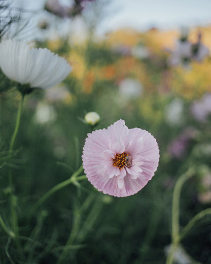 Cupcakes and Saucers Mix Cosmos Seeds