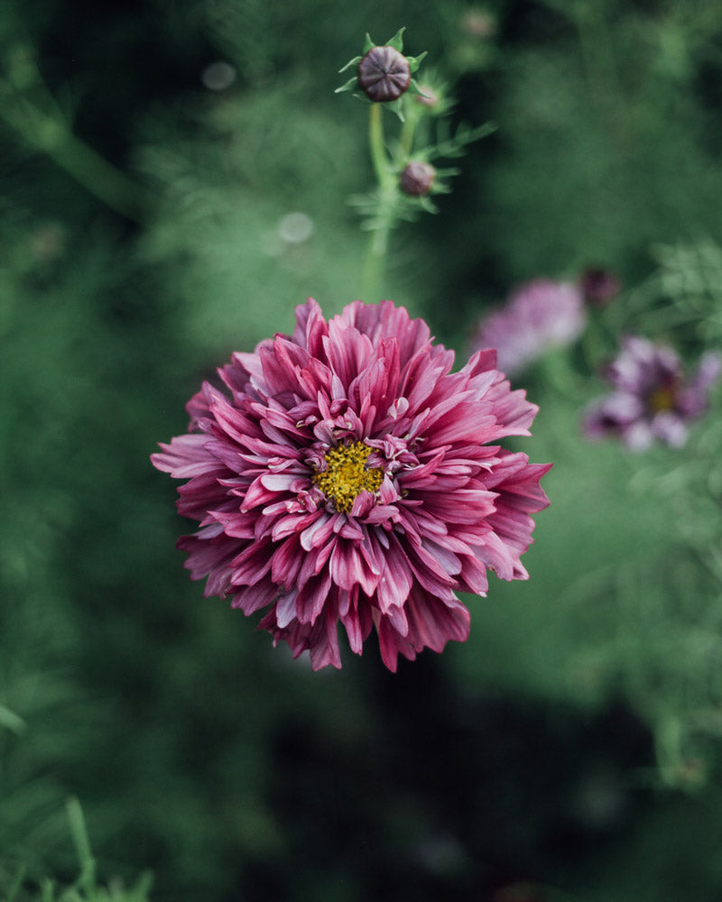 Double Click Cranberry Cosmos