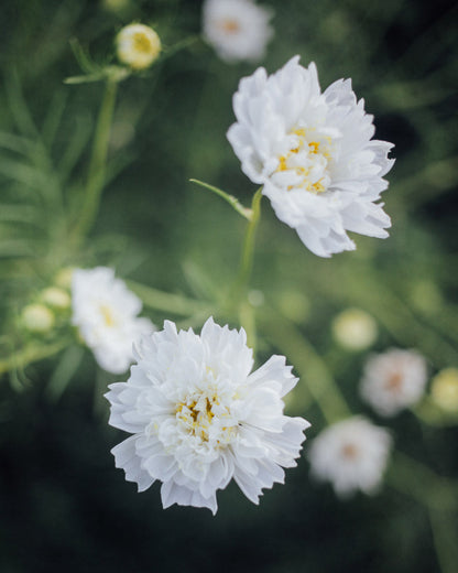 Double Click Snow Puff Cosmo Seeds