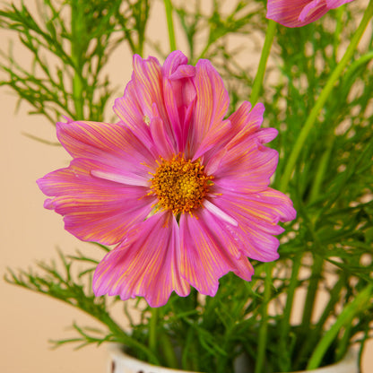 Apricotta Cosmos Seeds