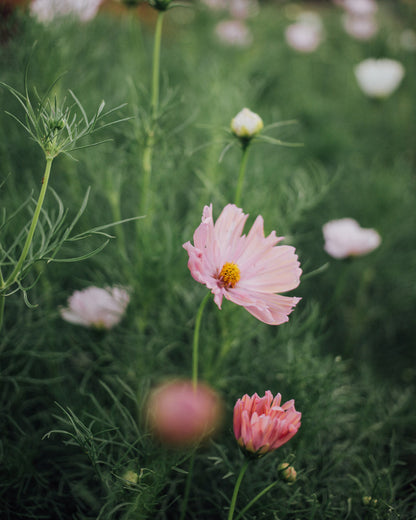 Apricotta Cosmos Seeds