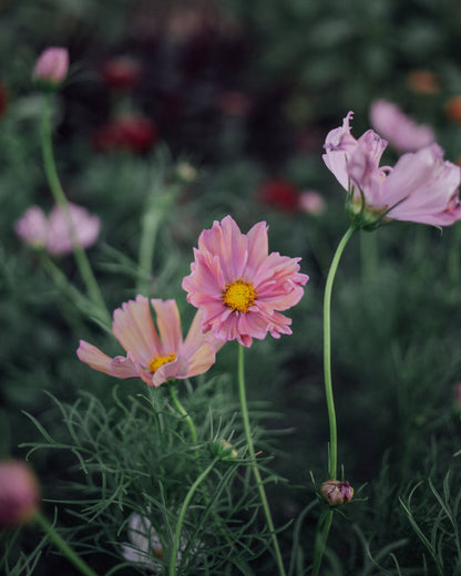 Apricotta Cosmos Seeds