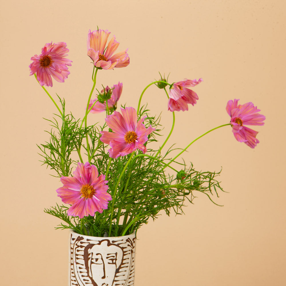 Apricotta Cosmos Seeds