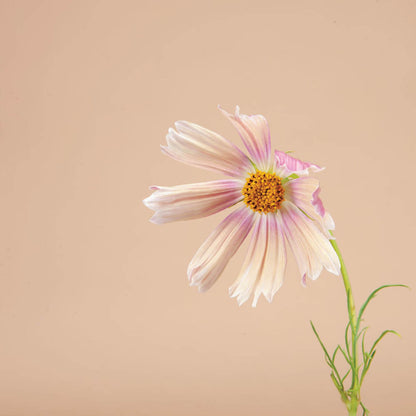 Apricot Lemonade Cosmos Seeds