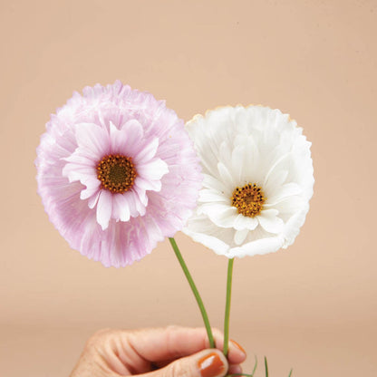 Cupcakes and Saucers Mix Cosmos Seeds