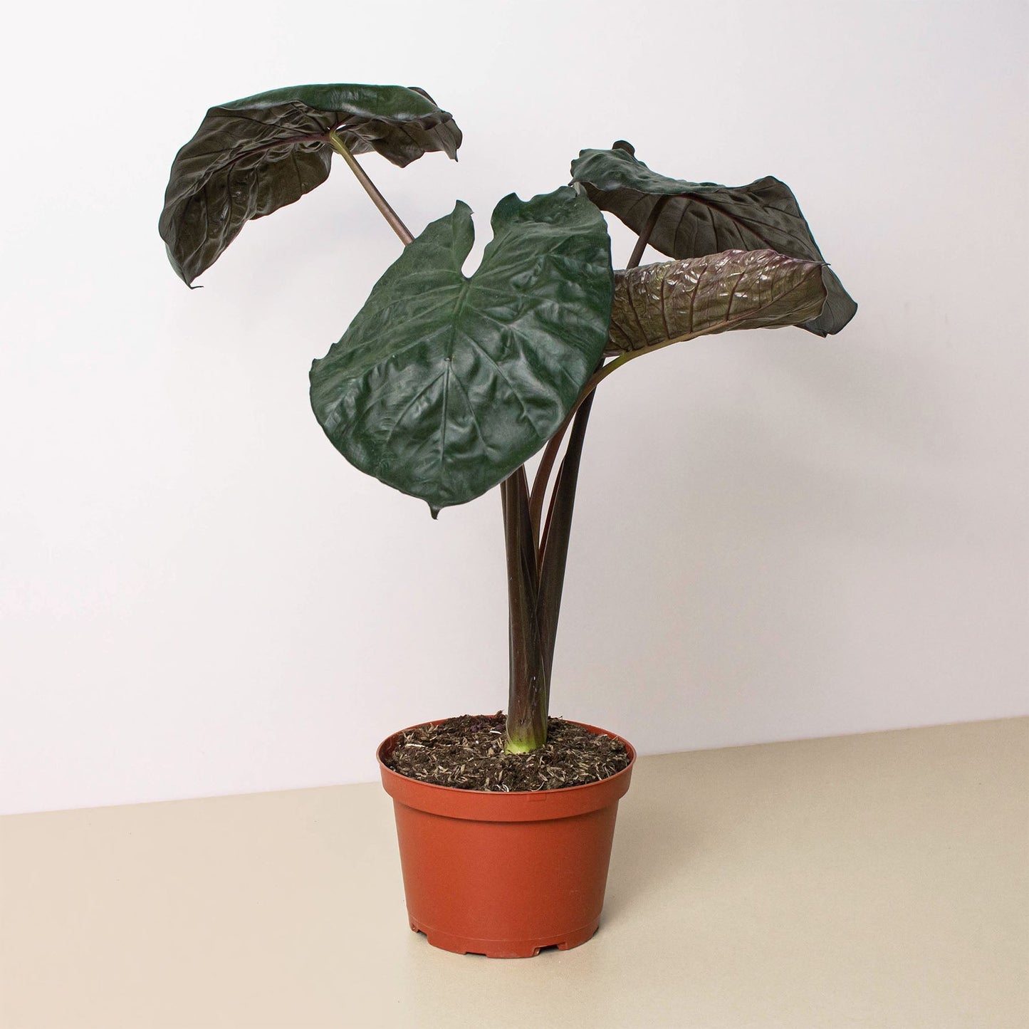 Alocasia 'Serendipity'