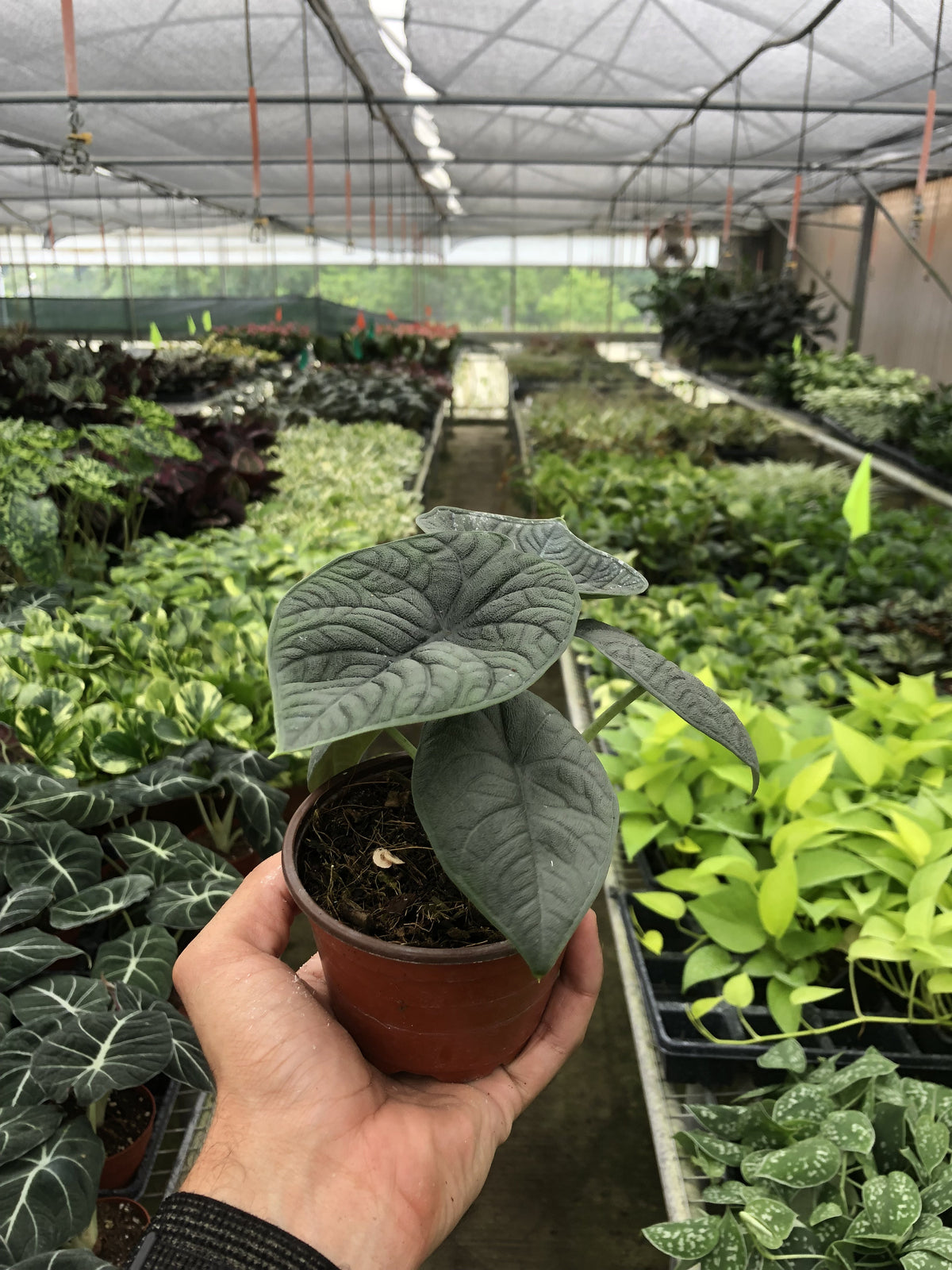 Alocasia 'Melo'