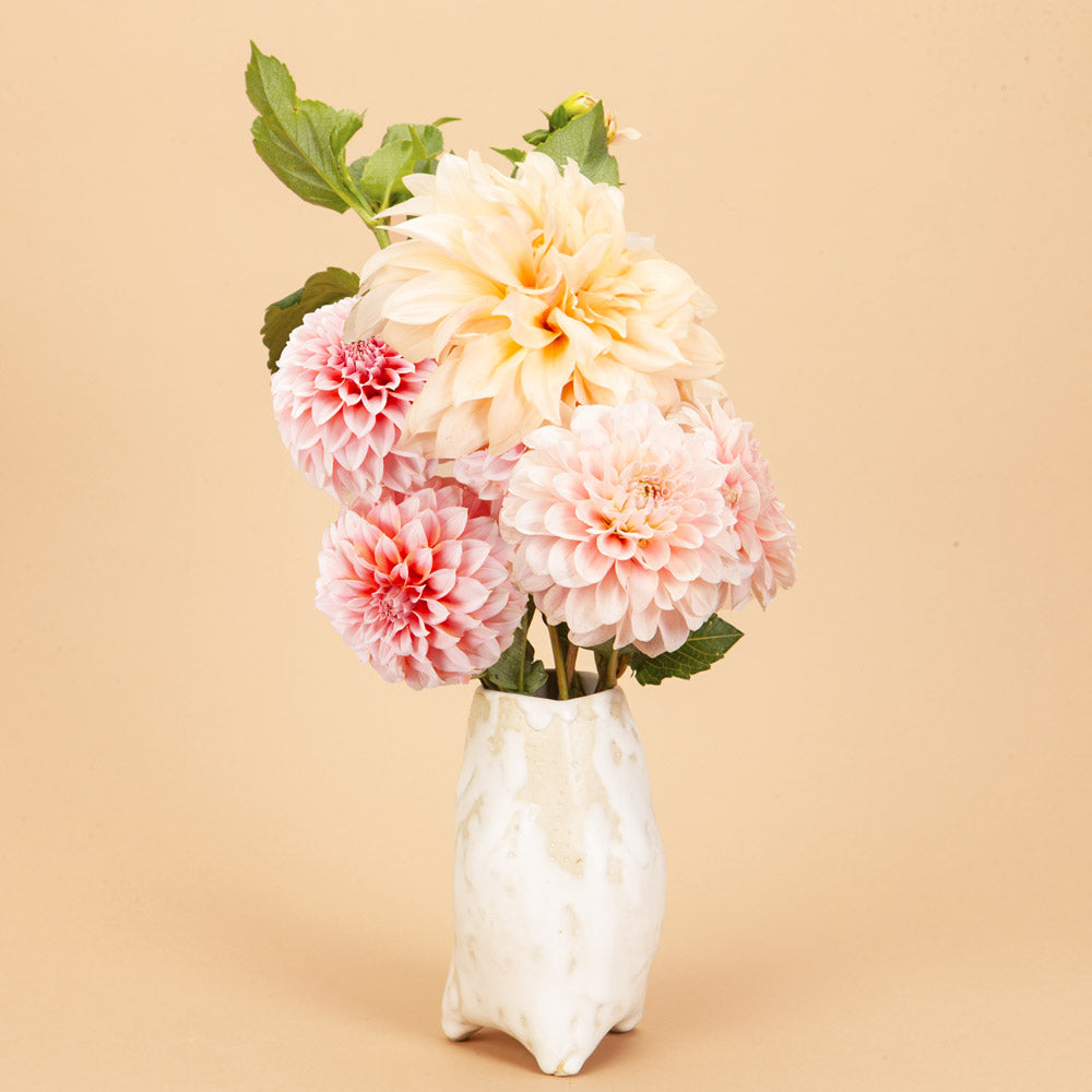 Fleur Flower Farm Dahlia Bundle