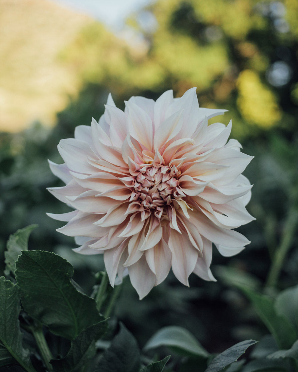 Café au Lait and Café au Lait Rose Dahlia Mix