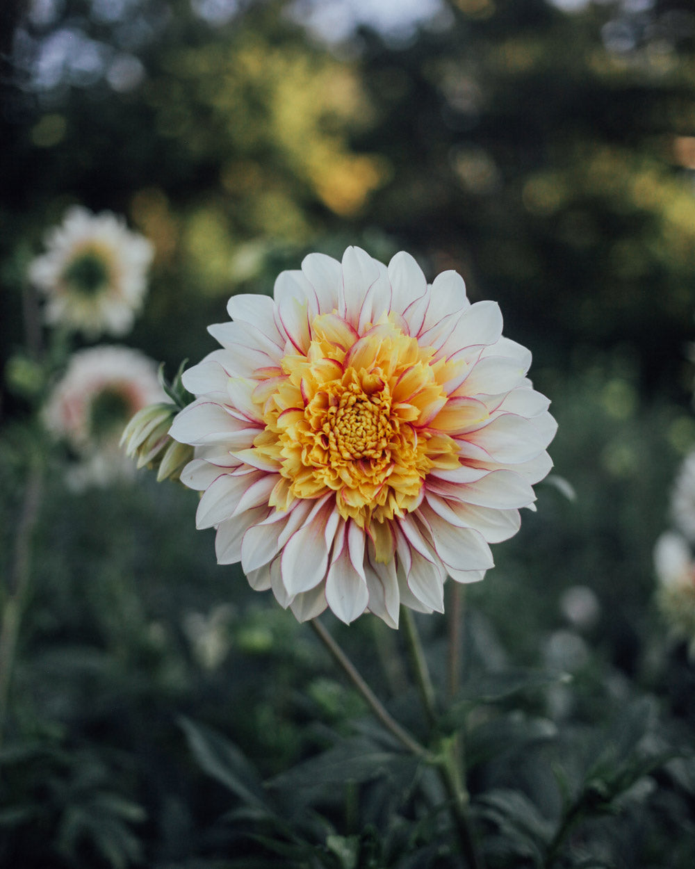 Plume and Furrow Dahlia Bundle