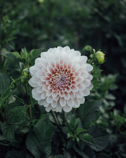 Plume and Furrow Dahlia Bundle