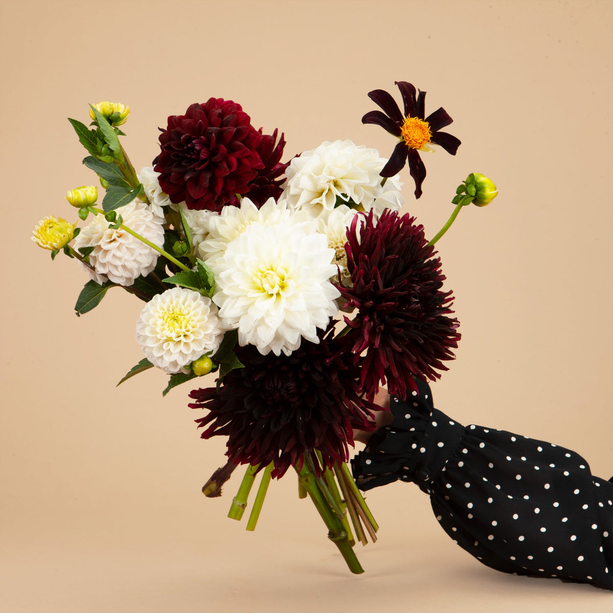 Black and White Dahlia Bundle