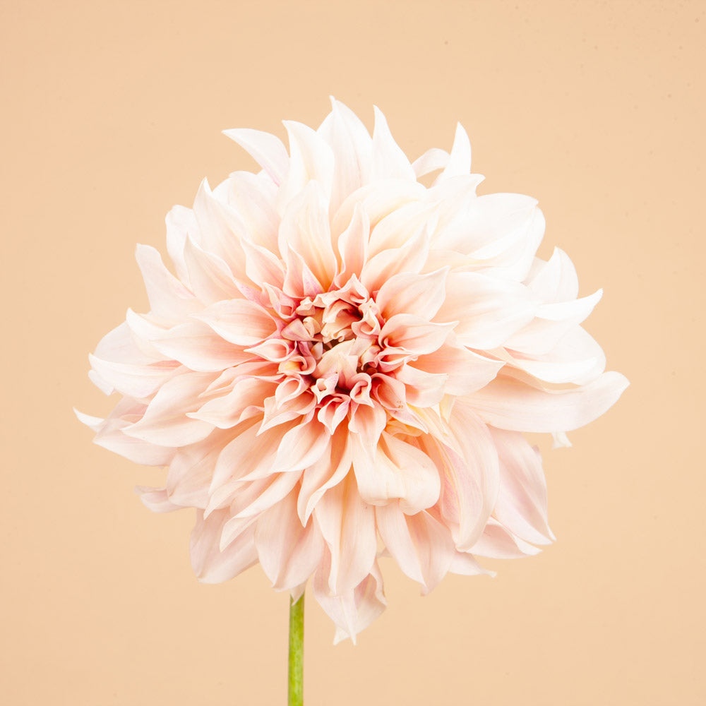 Café au Lait and Café au Lait Rose Dahlia Mix