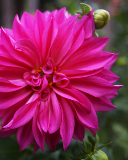 Café au Lait and Café au Lait Rose Dahlia Mix