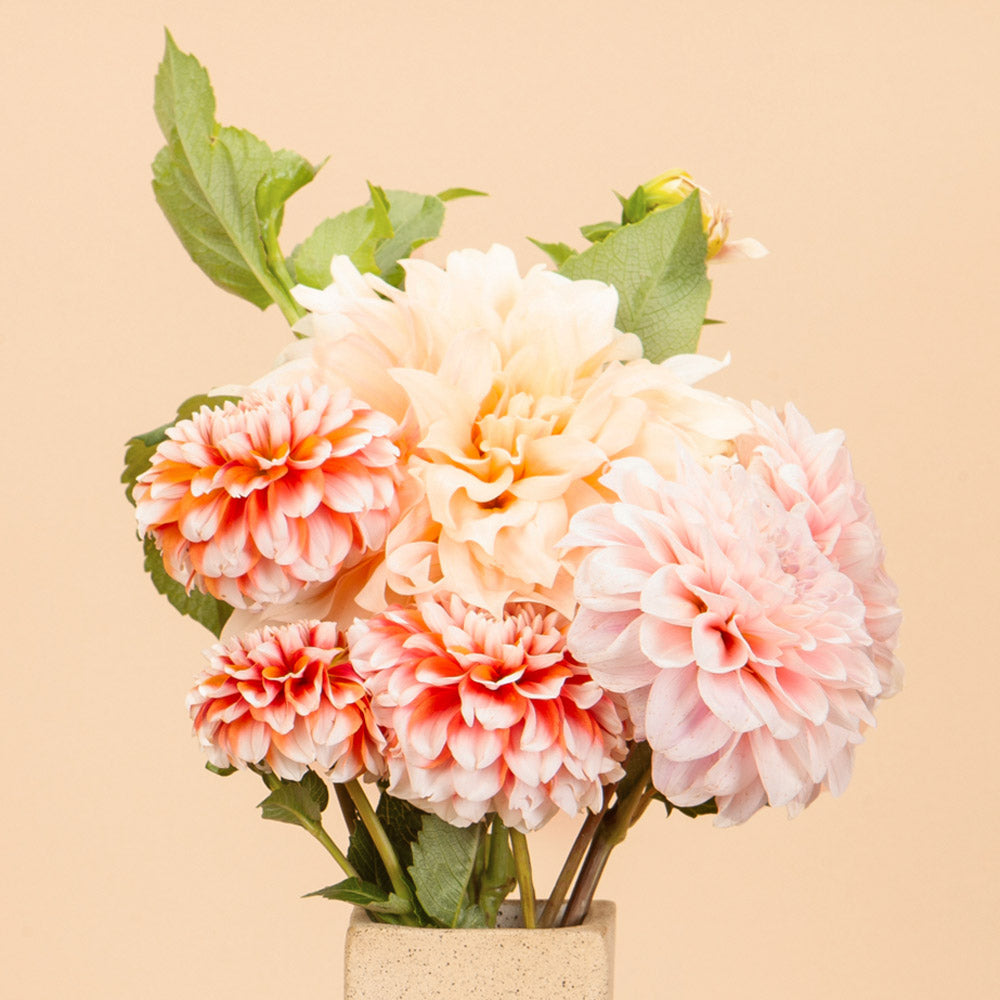 The Candace Cameron Diaz Dahlia Bundle