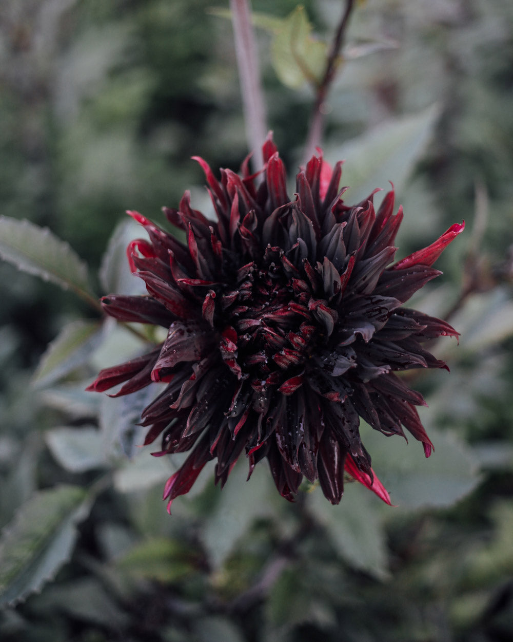 Black and White Dahlia Bundle