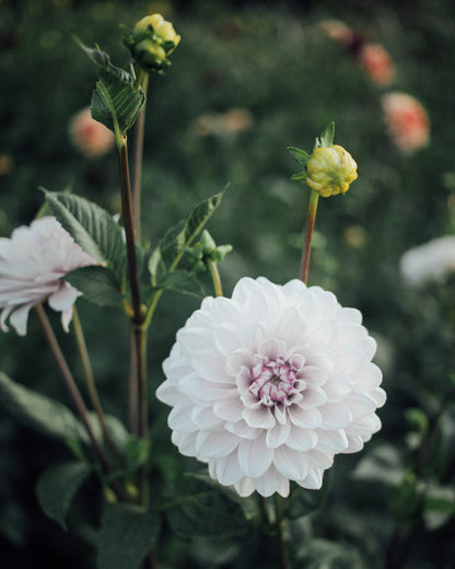 Black and White Dahlia Bundle