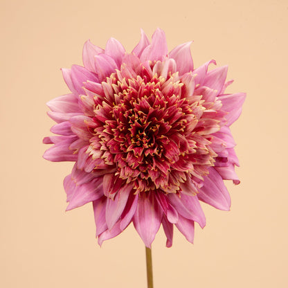 Plume and Furrow Dahlia Bundle