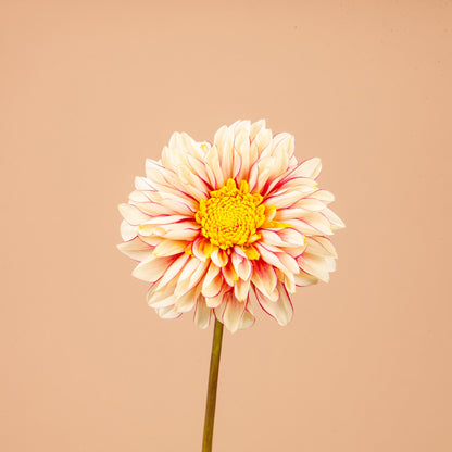 Plume and Furrow Dahlia Bundle