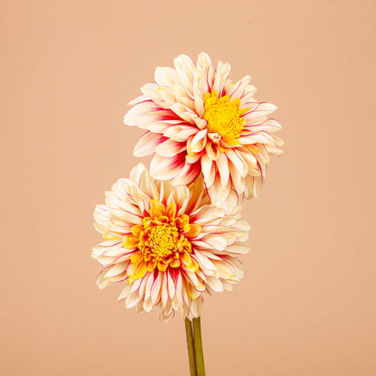 Plume and Furrow Dahlia Bundle