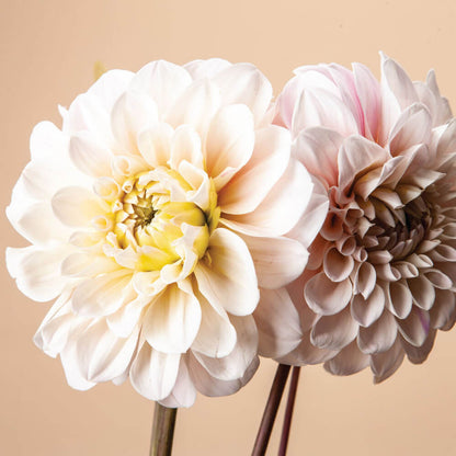 Plume and Furrow Dahlia Bundle