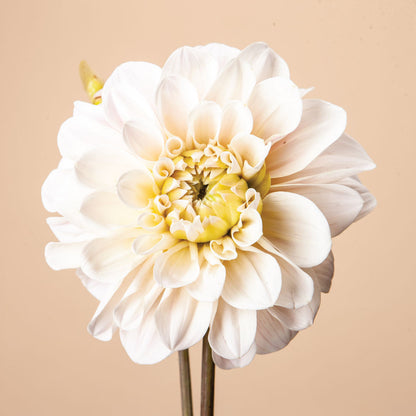 Plume and Furrow Dahlia Bundle