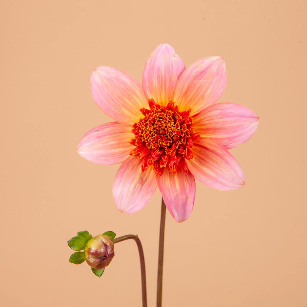 Totally Tangerine Dahlia