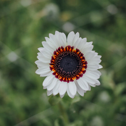 Zulu Prince Daisy Seeds