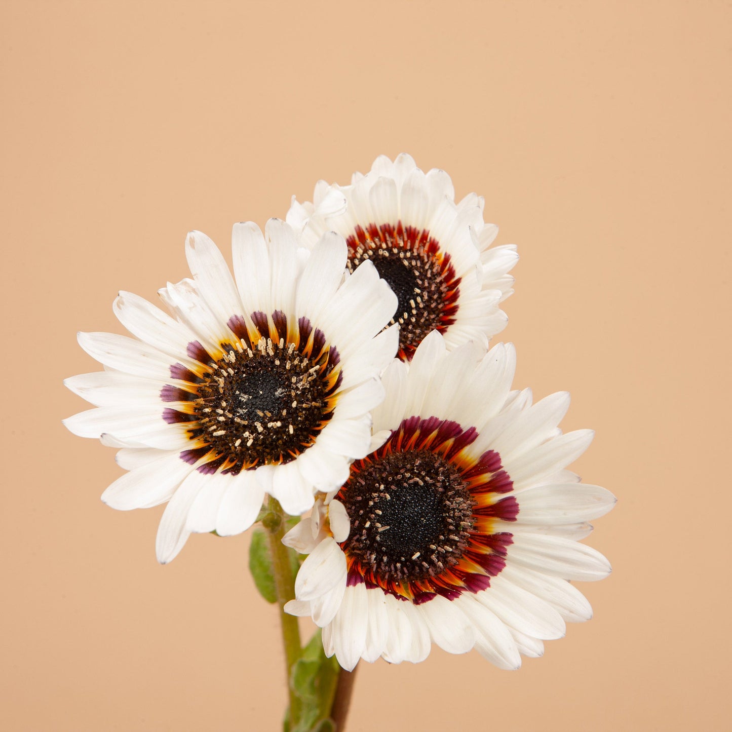 Zulu Prince Daisy Seeds