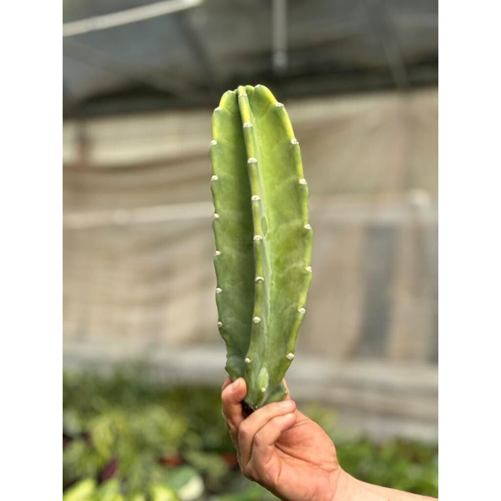 Cactus Cereus Peruvianus - 1.5 FT