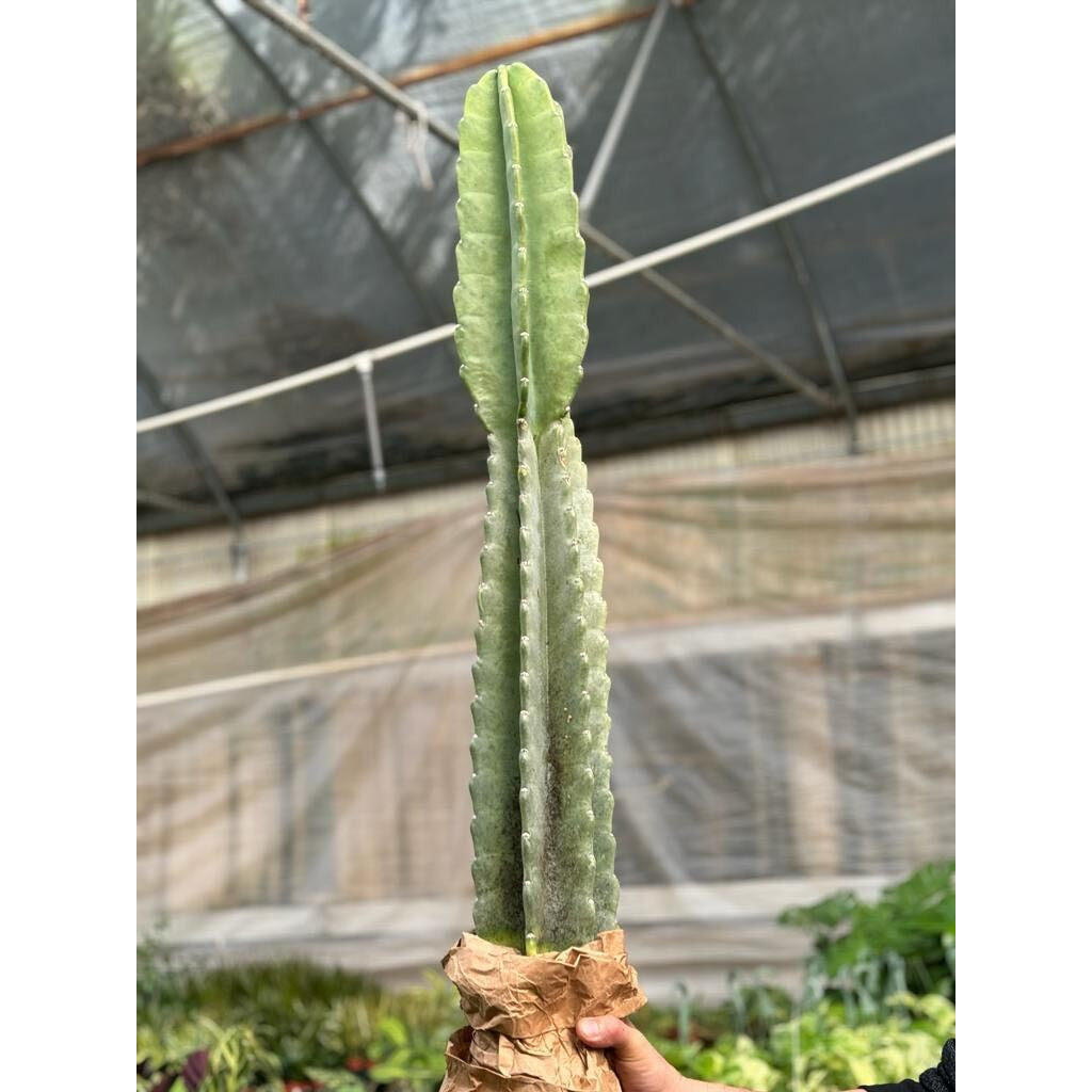 Cactus Cereus Peruvianus - 3 FT