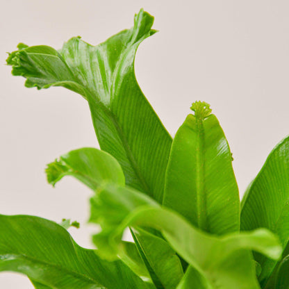 Bird’s Nest 'Leslie' Fern