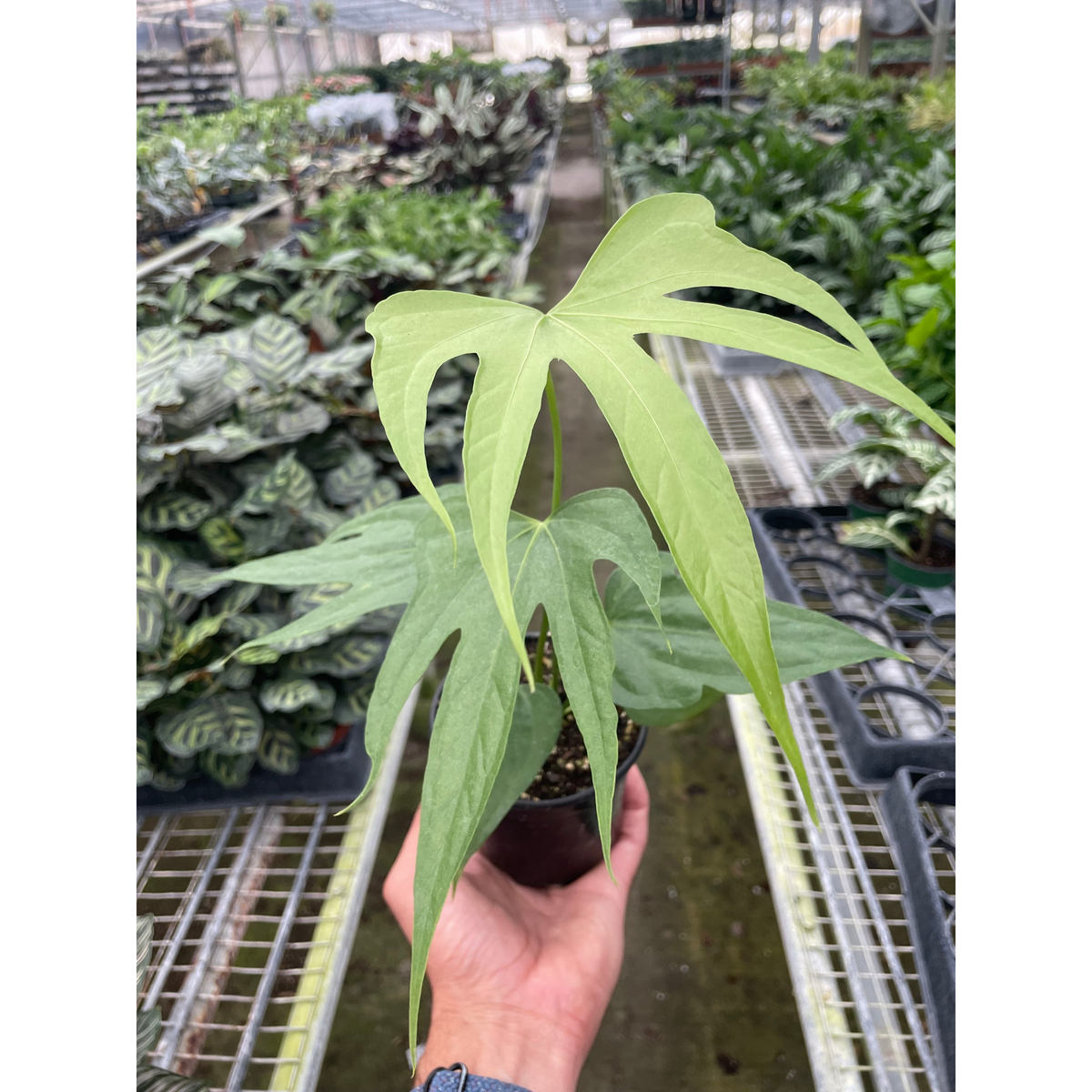 Anthurium Fingers