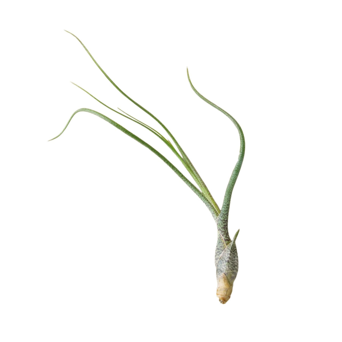 Tillandsia Air Plant Butzii - 10 Pack