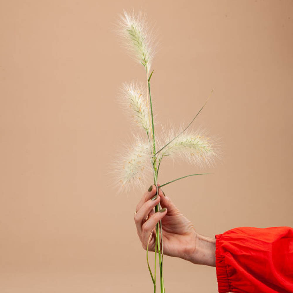 Feather Top Grass Seeds