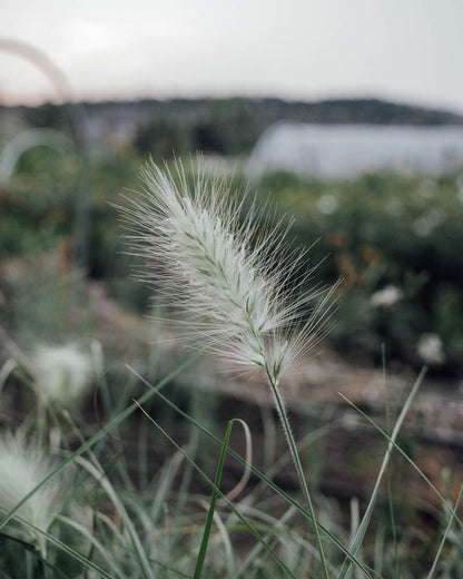 Feather Top Grass Seeds