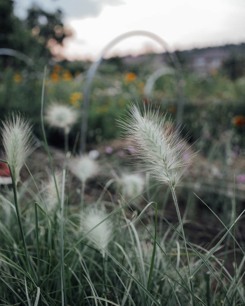 Feather Top Grass Seeds