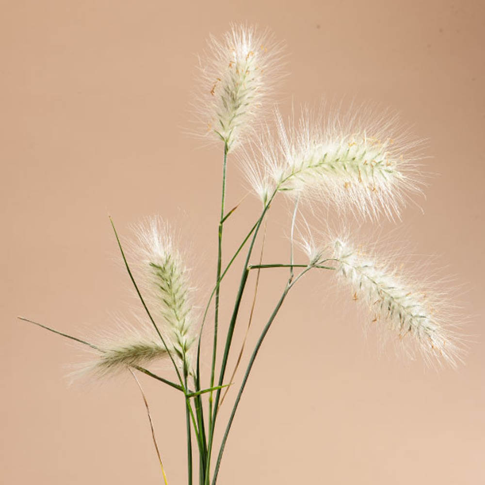 Feather Top Grass Seeds