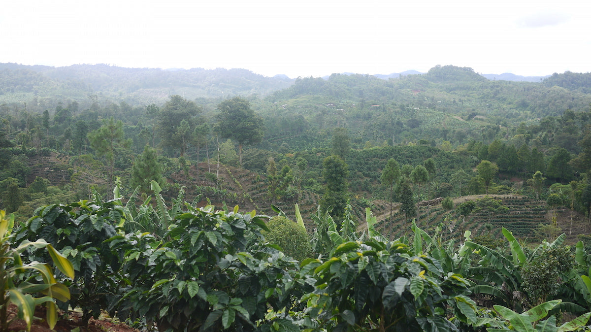 Nicaragua - Finca San Jose de las Nubes - Natural Process